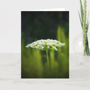 Queen Anne's Lace, tarjeta