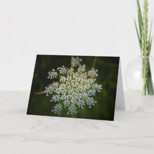 Queen Anne's Lace, tarjeta