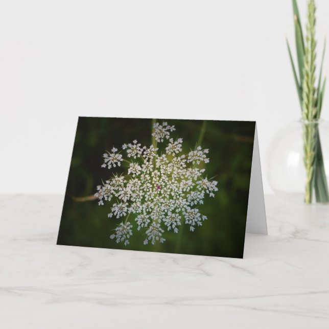 Queen Anne's Lace, tarjeta (Anverso)