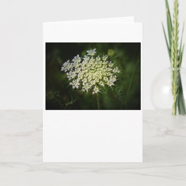 Queen Anne's Lace, tarjeta (Anverso)