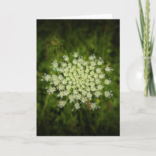 Queen Anne's Lace, tarjeta