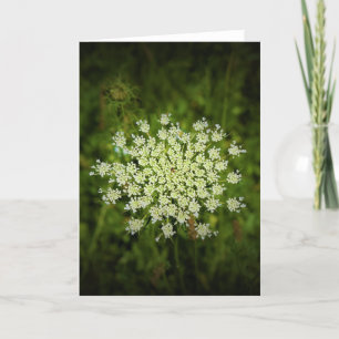 Queen Anne's Lace, tarjeta