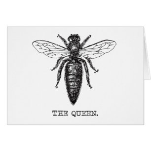 Queen Bee Illustration Classic Drawing