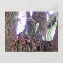 Quetzaloatlus - Dinosaurio - Tarjeta de aprendizaj