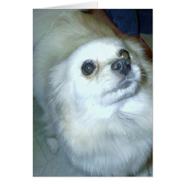 ¿Quién? Cachorro de Pomerania (Frente)