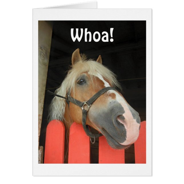 'QUIÉN DICE EL CABALLO' DIRIGIDO AL GRAN "50" (Frente)