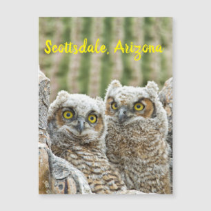 ¿Quién está ahí? Pareja de Owl's Scottsdale, Arizo