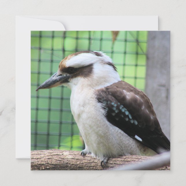 Quién está llamando a un Kook (Anverso)