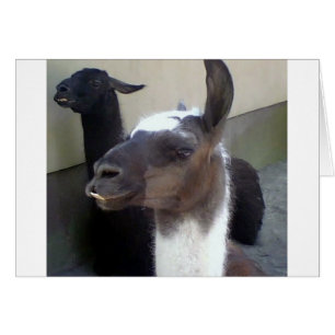 ¿Quién soy? Diseño de Zoo Llama