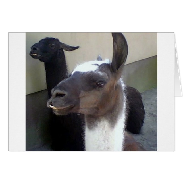 ¿Quién soy? Diseño de Zoo Llama (Anverso (Horizontal))