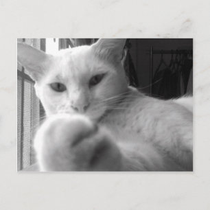 "¿Quieres mi Paw?" Postal