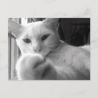 "¿Quieres mi Paw?" Postal