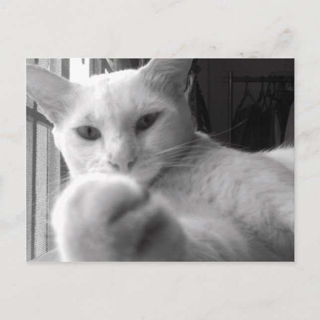 "¿Quieres mi Paw?" Postal (Anverso)