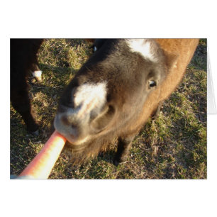 ¿Quieres una zanahoria?