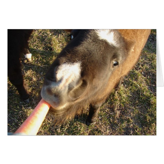 ¿Quieres una zanahoria? (Anverso (Horizontal))