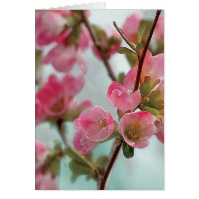 Quince Blossoms (Frente)