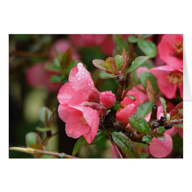 Quince de floración rosa primavera (Anverso (Horizontal))