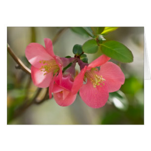 Quince Glow de Flor Rosa