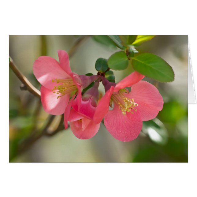 Quince Glow de Flor Rosa (Anverso (Horizontal))