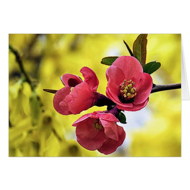 Quince japonés (Anverso (Horizontal))