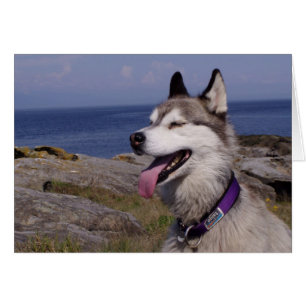 QuinnDog a orillas del mar