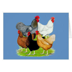 Quinteto de pollo vinculado al sexo