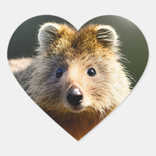 Quintin The Ginger Quokka, Pegatinas del corazón