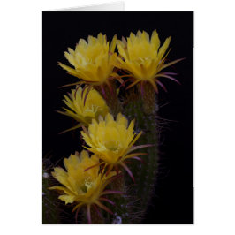 Quintuple de las flores de cactus