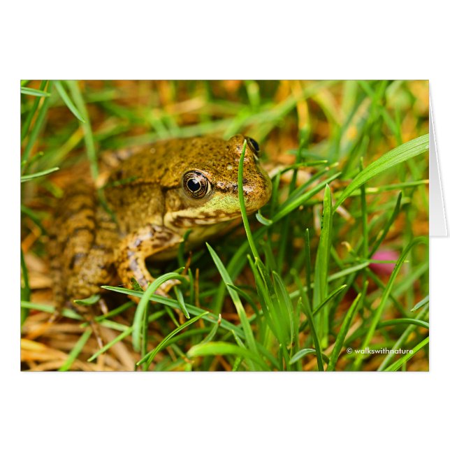 Quiroso diálogo unilateral con una pequeña rana ve (Anverso (Horizontal))