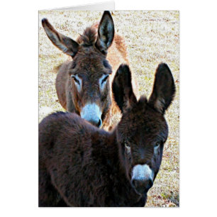 Quisquilloso y mamá