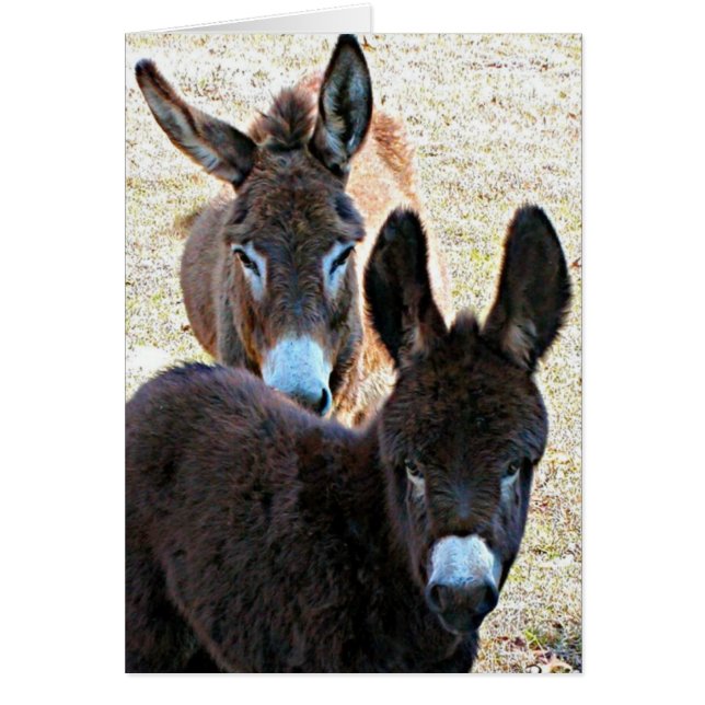 Quisquilloso y mamá (Frente)