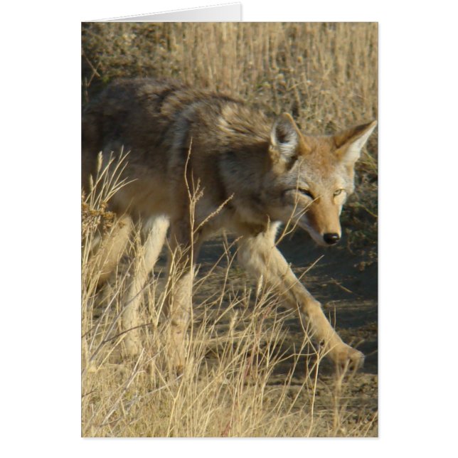R14 Coyote Caminando (Frente)