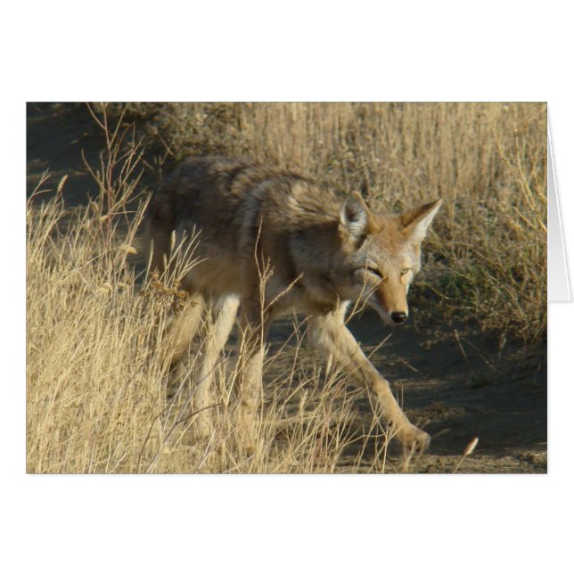 R14 Coyote Walking (Anverso (Horizontal))