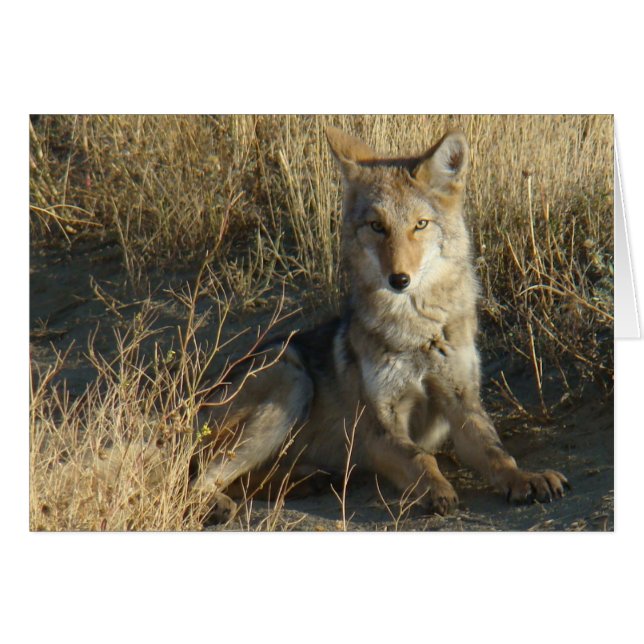 R15 Coyote Acostado (Anverso (Horizontal))