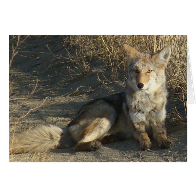 R19 Coyote Acostado (Anverso (Horizontal))