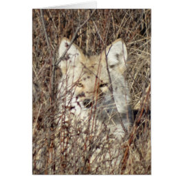 R21 Coyote "Te vigila"