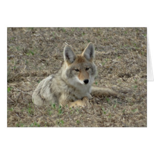R22 Coyote Acostado