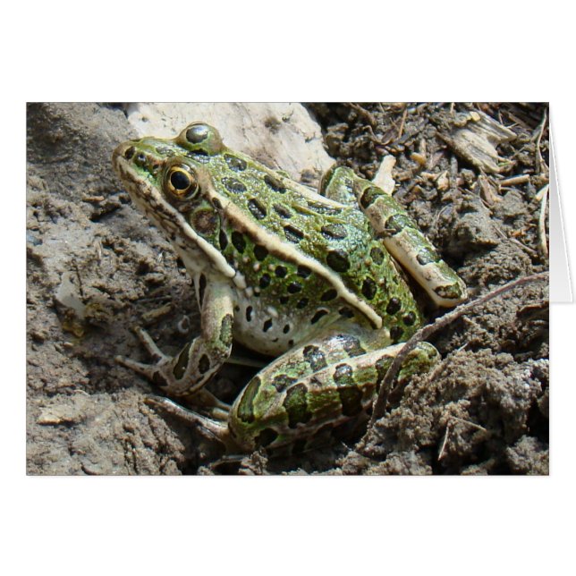 R3 Rana Leopardo (Anverso (Horizontal))