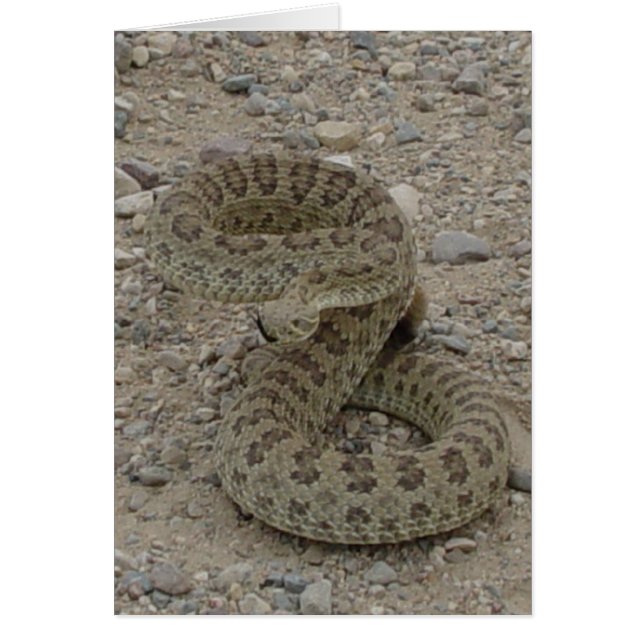 R9 Prairie Rattlesnake Enrollado (Frente)
