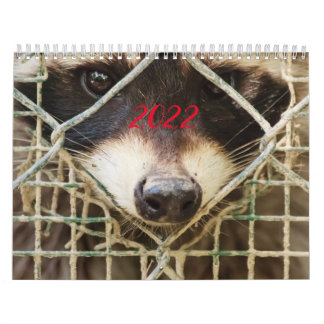 Raccón en el calendario