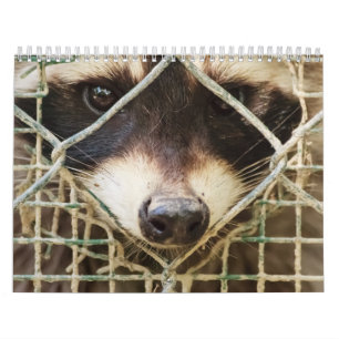 Raccón en el calendario