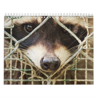 Raccón en el calendario