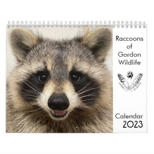 Racconones del calendario 2023 de Gordon Wildlife