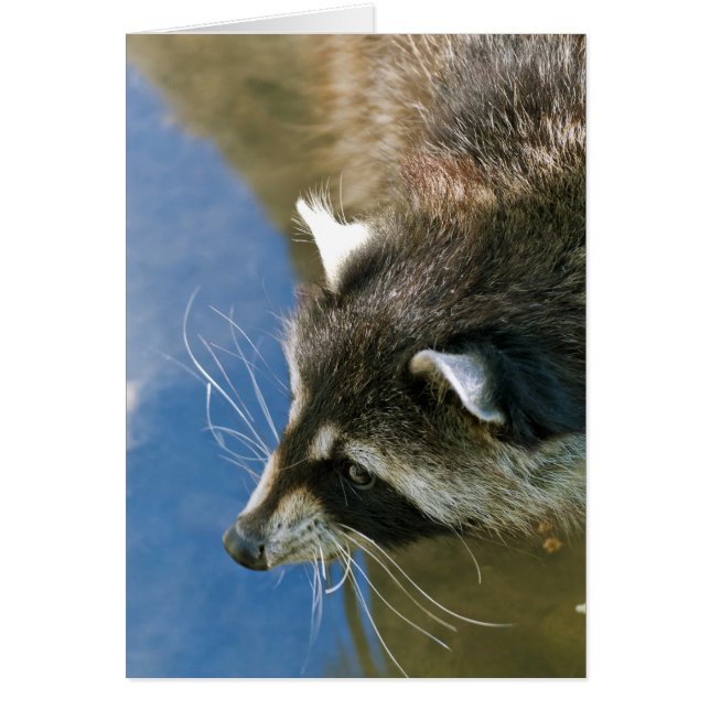 Raccoon (Frente)