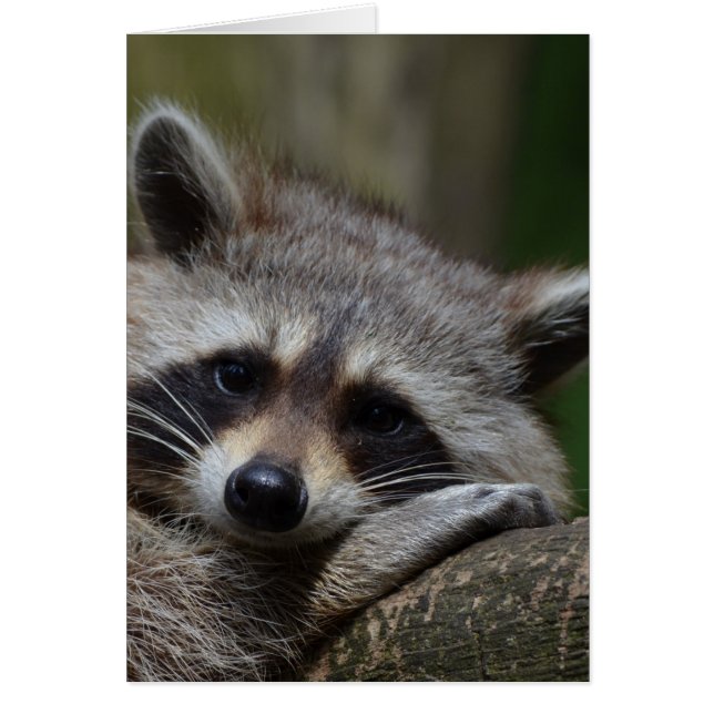 Raccoon (Frente)