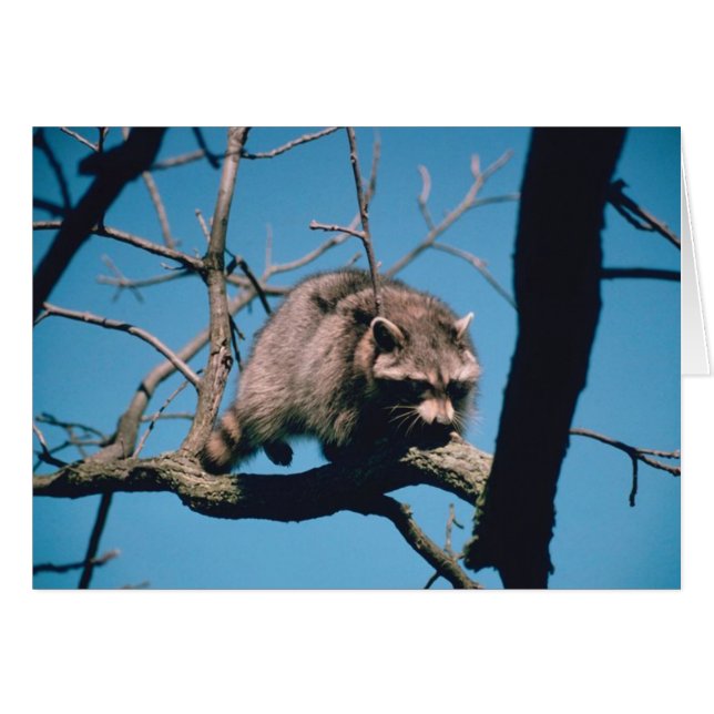 Raccoon (Anverso (Horizontal))