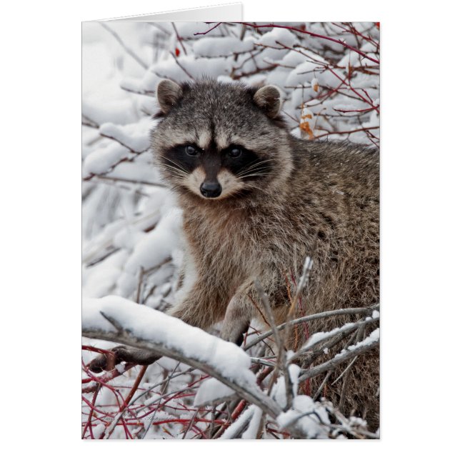 Raccoon (Frente)