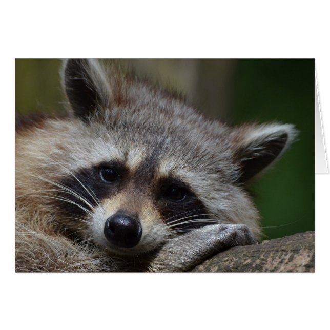 Raccoon (Anverso (Horizontal))