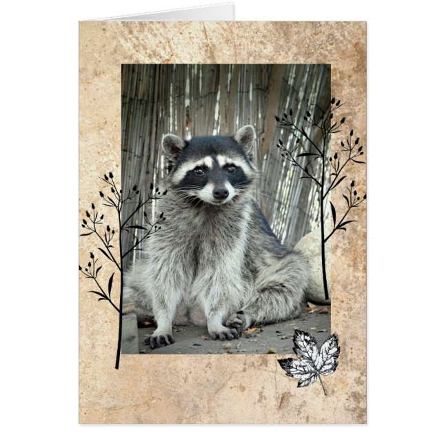 Raccoon Adorable (Frente)