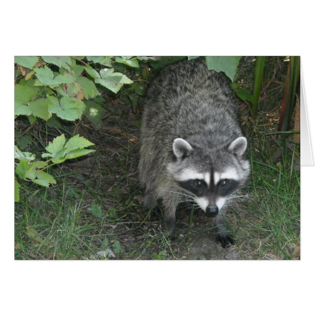 Raccoon - Blank (Anverso (Horizontal))